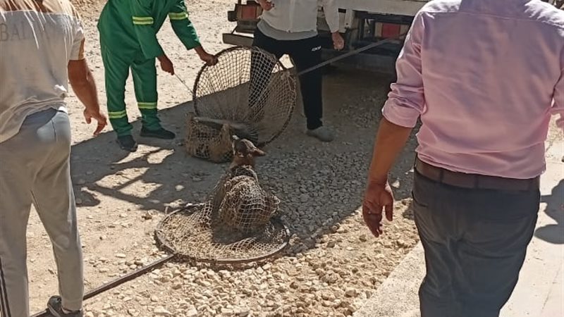 حملات مكافحة الكلاب