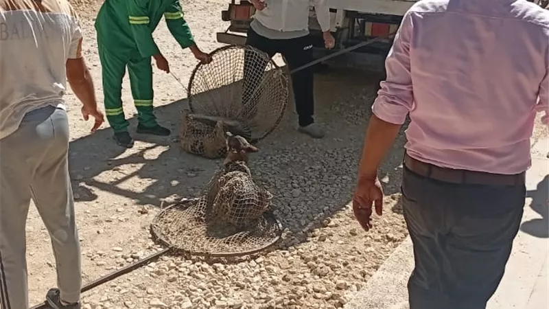 الدقهلية تواصل مواجهة الكلاب الضالة.. وحملات مكثفة لحماية المواطنين