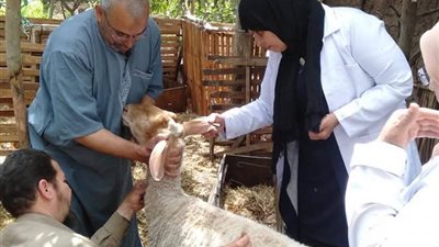 تحصين 413 ألف رأس ماشية بالمنوفية ضد الحمى القلاعية والوادي المتصدع 