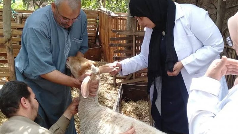 جانب من الحملات