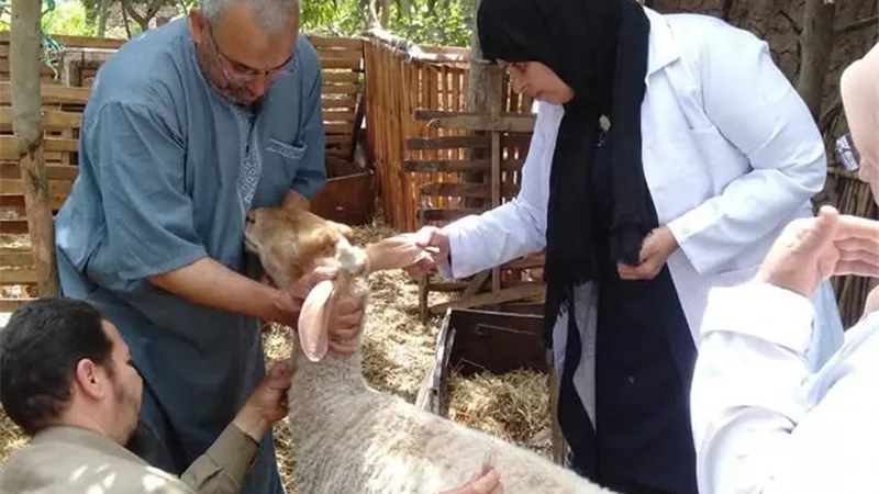 تحصين 413 ألف رأس ماشية بالمنوفية ضد الحمى القلاعية والوادي المتصدع 