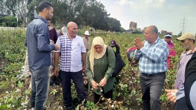 الزراعة بكفر الشيخ تنظم يومًا لجني محصول القطن في دسوق 