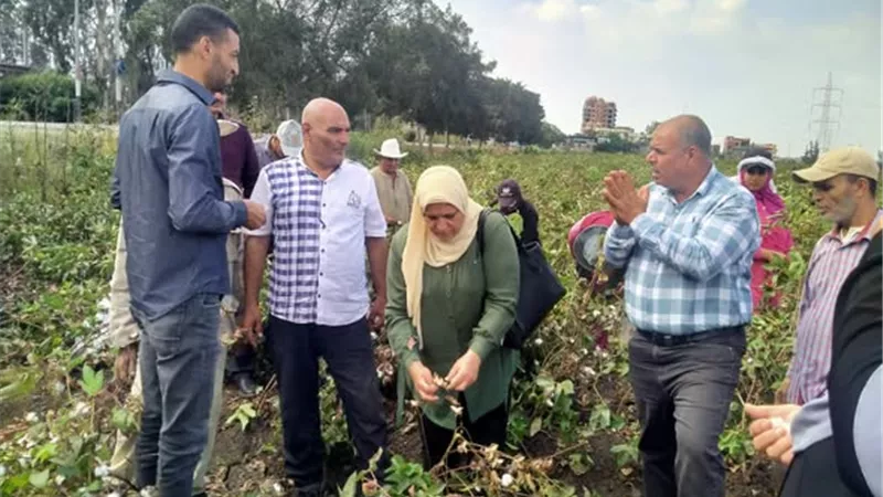 الزراعة بكفر الشيخ تنظم يومًا لجني محصول القطن في دسوق 