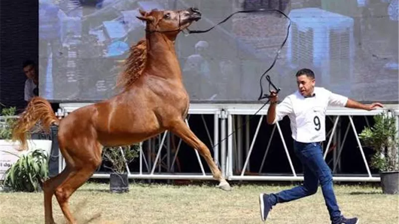 مهرجان الخيول العربية