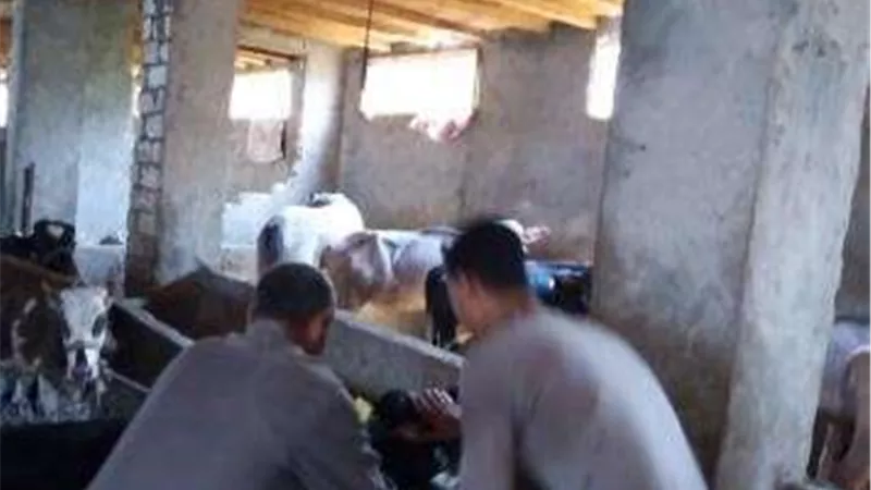 تحصين 150372 ألف رأس ماشية بالقليوبية