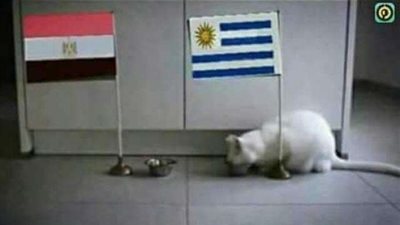 ”فال الله ولا فالك”..القط الأصم ”أخيل” يتوقع هزيمة مصر أمام أوروجواي