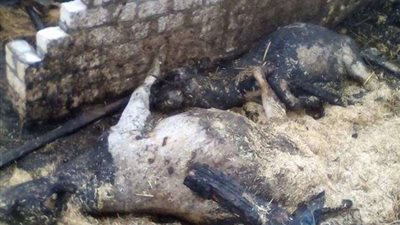 السيطرة على حريق بحظيرة ماشية في المنوفية