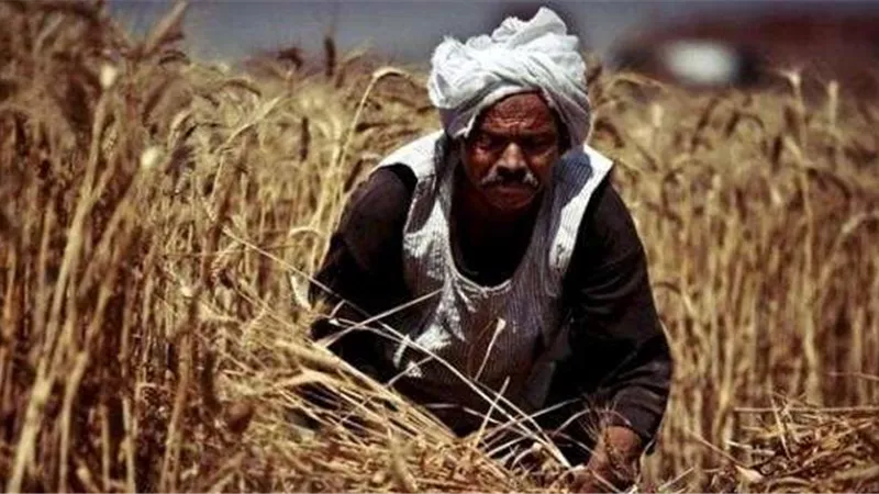 في 4 نقاط.. خبير يضع «روشته علاجية» للنهوض بالقطاع الزراعي