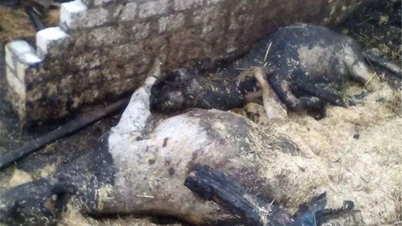نفوق 5 رؤوس ماشية إثر حريق حظيرتين بالمنوفية