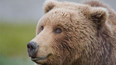 دب يشارك أصحاب منزل حمام السباحة.. (فيديو)