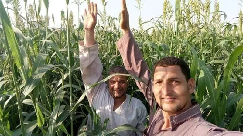 شاب يطور نوع حشائش جديد لتسمين الماشية في بني سويف