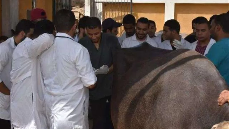 قافلة بيطرية للسيطرة على التهاب الجلد العقدي بالمنوفية