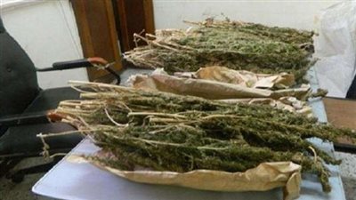 تعرف على.. عقوبة حيازة الفودو بقانون المخدرات