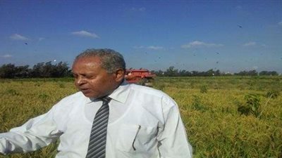 سعيد سليمان: تدهور زراعة القطن مخطط خارجي قديم لانهيار الاقتصاد