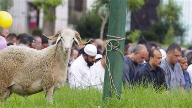 محافظة الجيزة تُخصص 476 ساحة لصلاة عيد الأضحى