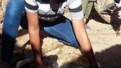أهالى الأقصر يواصلون ذبح الأضاحي لليوم الثاني بعيد الأضحى
