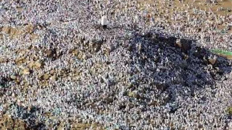 أستاذ بالأزهر: الجلوس داخل المخيمات يوم عرفة لا يبطل الحج