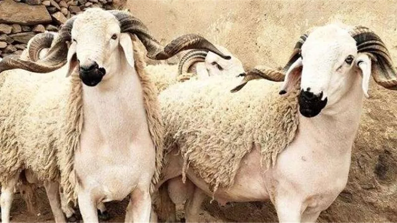 شاهد.. طرق التأكد من سلامة كبش العيد قبل ذبحه