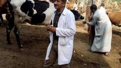 ”بيطري بنى سويف” ينظم قافلة طبية لتحصين المواشى ضد الحمى القلاعية