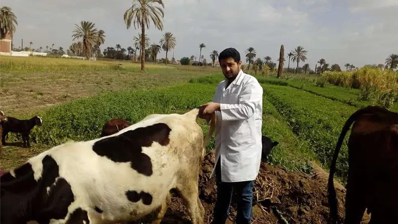 تحصين أكثر من 400 ألف رأس ماشية ضد الجلد العقدي وجدري الأغنام