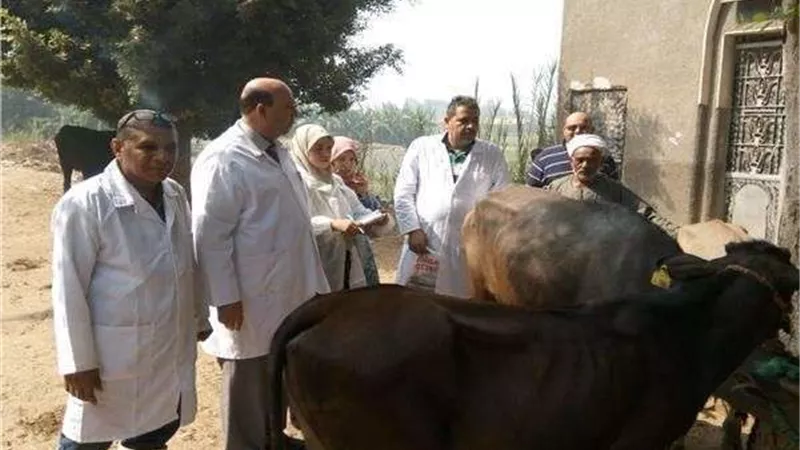 تحصين 123 ألف رأس ماشية ضد مرض الجلد العقدي بالشرقية