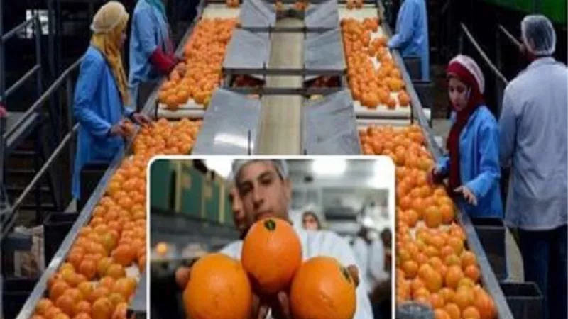 نائب وزير الزراعة تبحث مع سفير نيوزيلاندا نقل التكنولوجيا وتصدير البرتقال