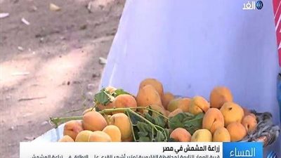 بالفيديو..  تعرف على البلدة الأشهر في زراعة 