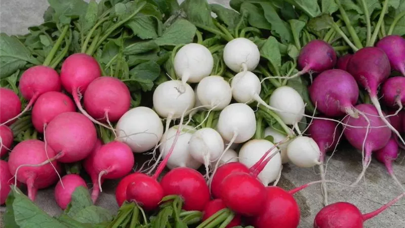 5 فوائد لاتعرفها عن تناول اللفت.. أبرزها تنظيم الضغط ومحاربة السرطان