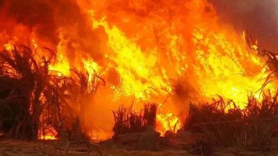 السيطرة على حريقين بمزارع نخيل بمركزي الداخلة والفرافرة دون إصابات