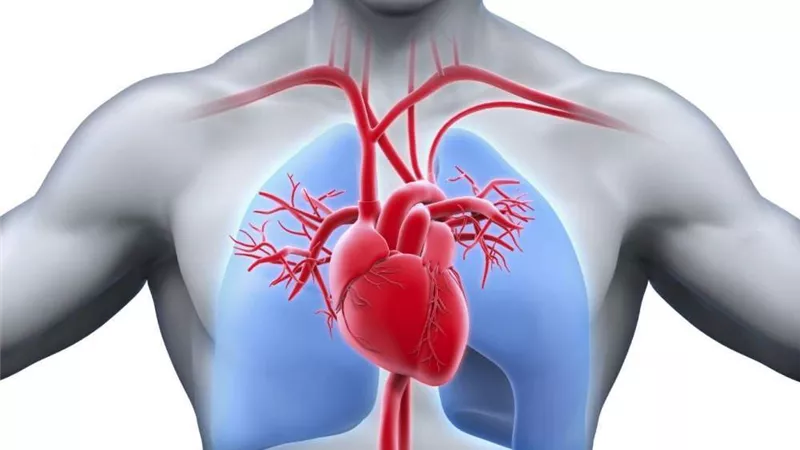 5 أطعمة تجنبك انسداد الأوعية الدموية للقلب