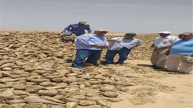 الزراعة تبدأ أول حصاد للبنجر بمشروع غرب غرب المنيا
