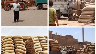 محافظ أسيوط: تخطي المستهدف من توريد القمح للشون والصوامع