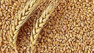 شون وصوامع المنيا تستقبل 321 ألف طن قمح منذ بدء الحصاد