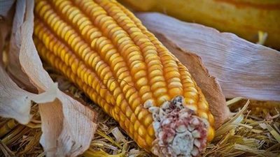 تعرف على أخطر 7 أمراض فطرية تصيب الذرة الشامية