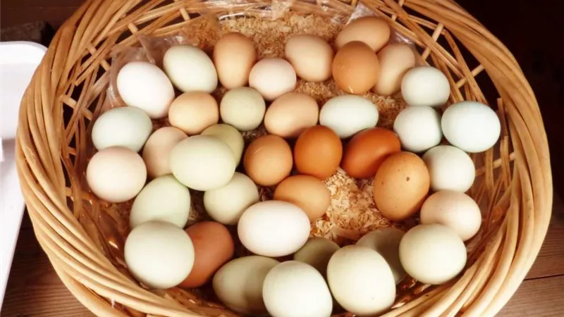 خبراء يحذرون من تناول أكثر من بيضة في اليوم.. والسبب!