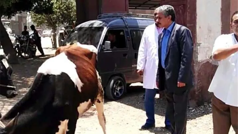 رئيس مركز ملوي يتابع أعمال التحصين ضد الحمى القلاعية بالمنيا