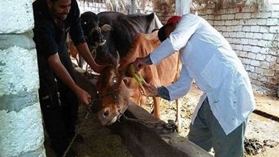 الطب البيطري بالشرقية ينظم قوافل علاجية للماشية