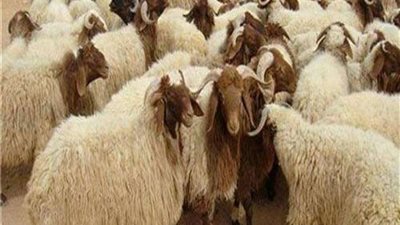 جهاز القاهرة الجديدة: توفير أماكن مخصصة للأضاحي بعيداً عن الكتلة السكنية