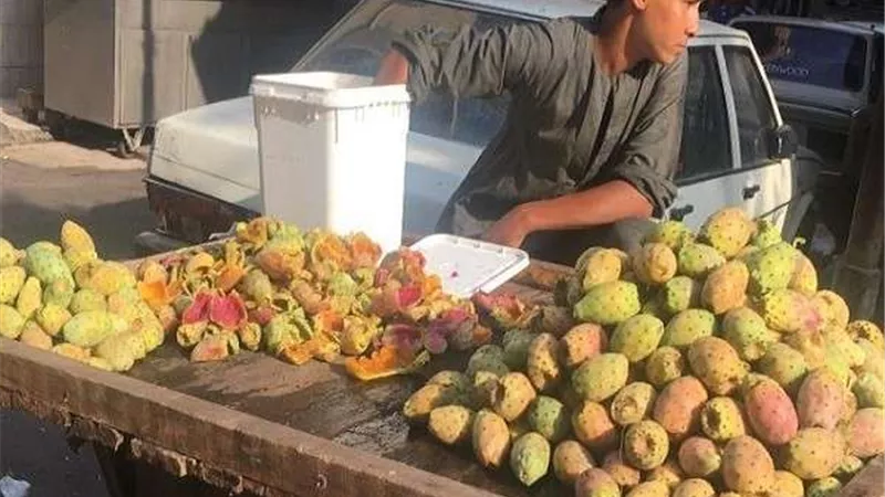 أبرزهم علاج الاكتئاب.. 8 فوائد مذهلة للتين الشوكي