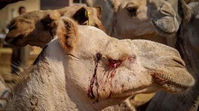 نيابة إمبابة تحقق في واقعة تعذيب الجمال بمنطقة برقاش