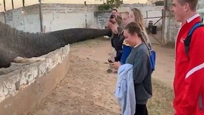 بالفيديو.. فيل يلطم فتاة على وجهها أثناء التقاطها صورة له
