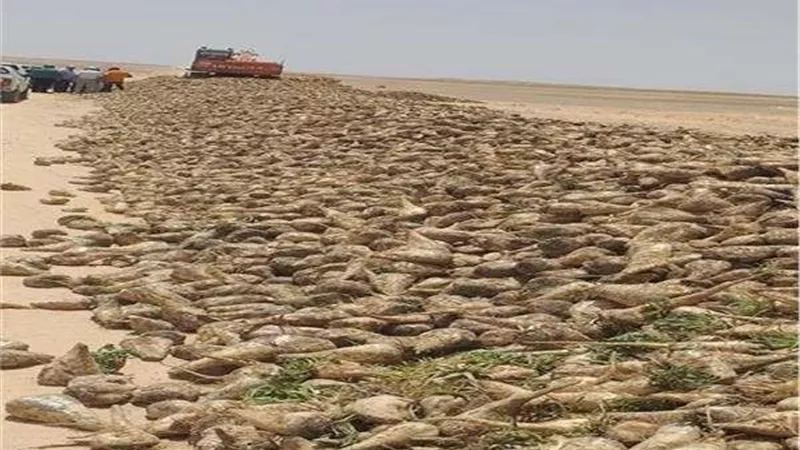 وزير الزراعة يتابع نتائج تجربة إنتاج بنجر السكر