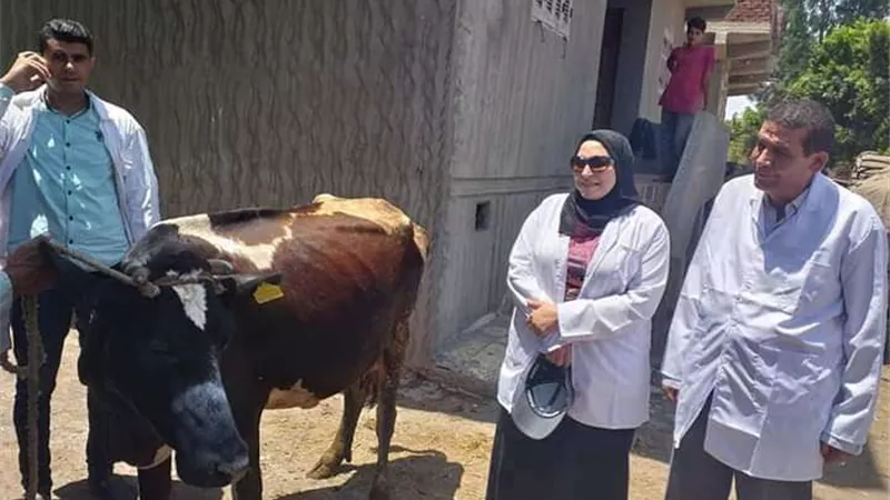 محافظ البحيرة: تحصين 314 ألف رأس ماشية ضد الحمى القلاعية بالمحافظة