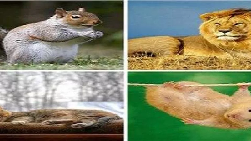 أكثر 10 حيوانات يعشقوا النوم