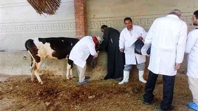 الزراعة: تحصين 2 مليون و446 ألف و928 رأس ماشية منذ يونيو الماضي