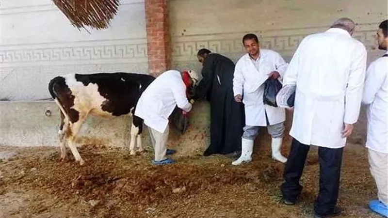 الزراعة: تحصين 2 مليون و446 ألف و928 رأس ماشية منذ يونيو الماضي