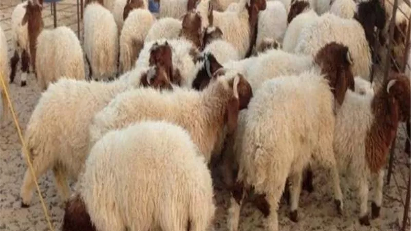 قبل أيام من وقفة عرفات.. كيف تستعد الحكومة لاستقبال عيد الأضحى؟
