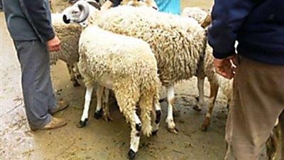 بالأرقام.. الزراعة توضح حقيقة ارتفاع أسعار لحوم الأضاحي