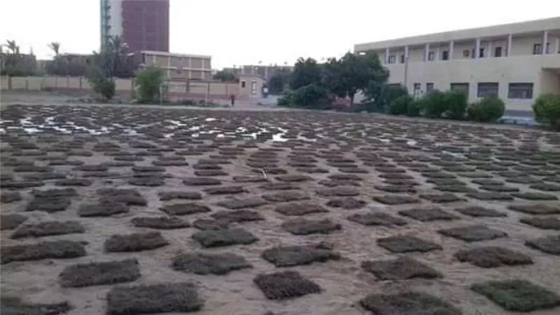 تعليم الوادي الجديد يواصل تنجيل ملاعب المدارس