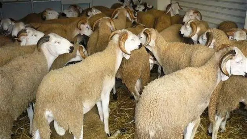 عيد الأضحى يوم الاثنين في دولتين فقط.. تعرف على التفاصيل